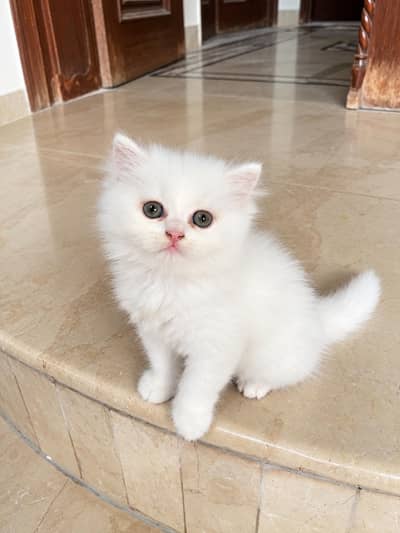 Persian Kitten