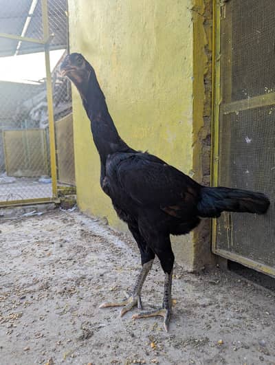 pure aseel black shamo female