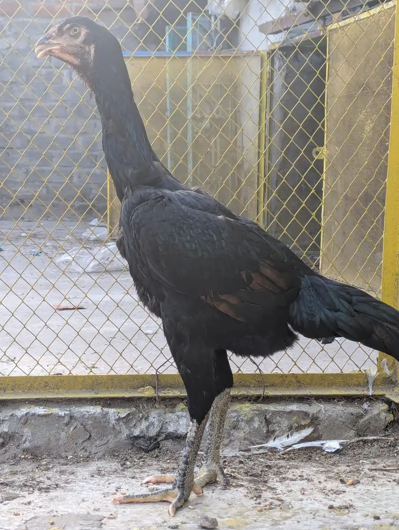 pure aseel black shamo female — photo 2