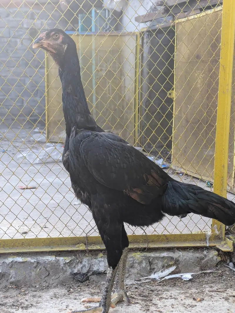 pure aseel black shamo female — photo 3