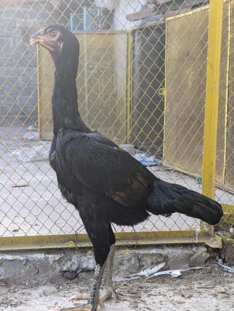 pure aseel black shamo female — photo 4