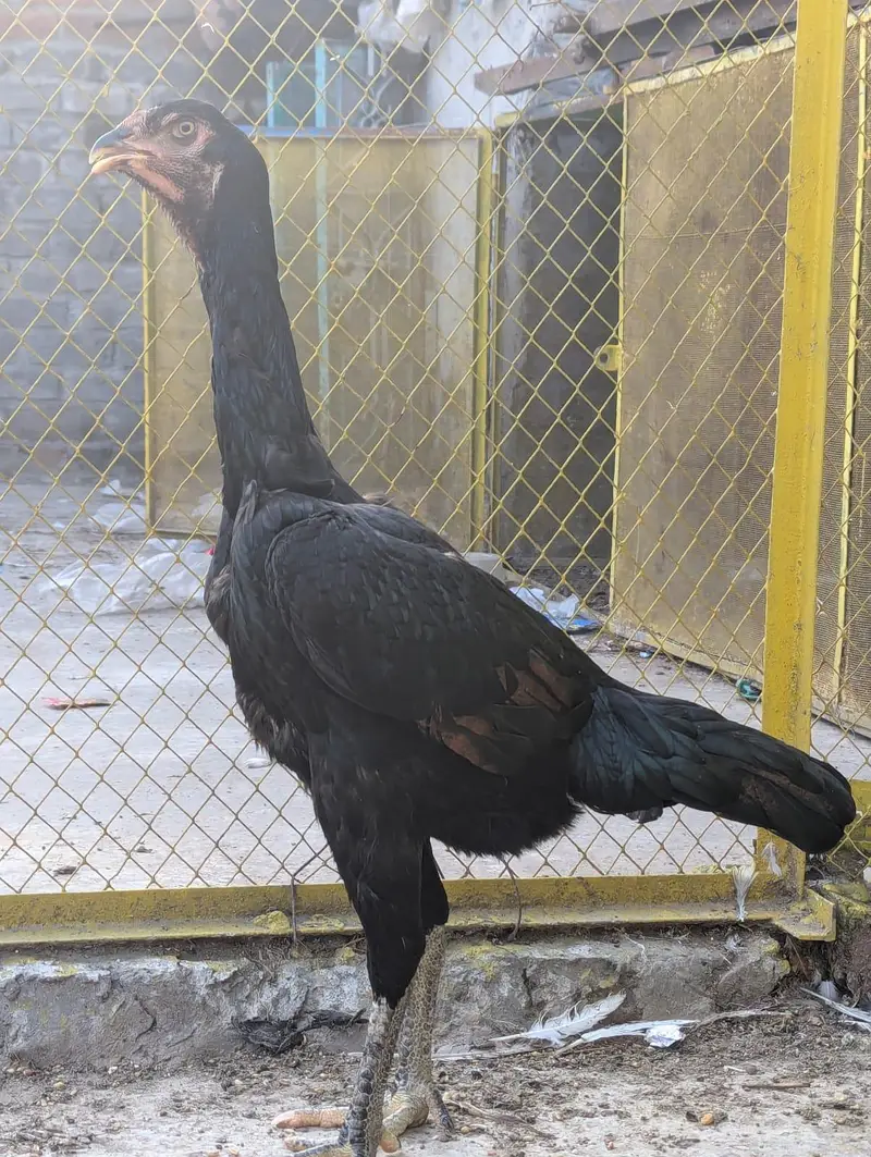 pure aseel black shamo female — photo 5