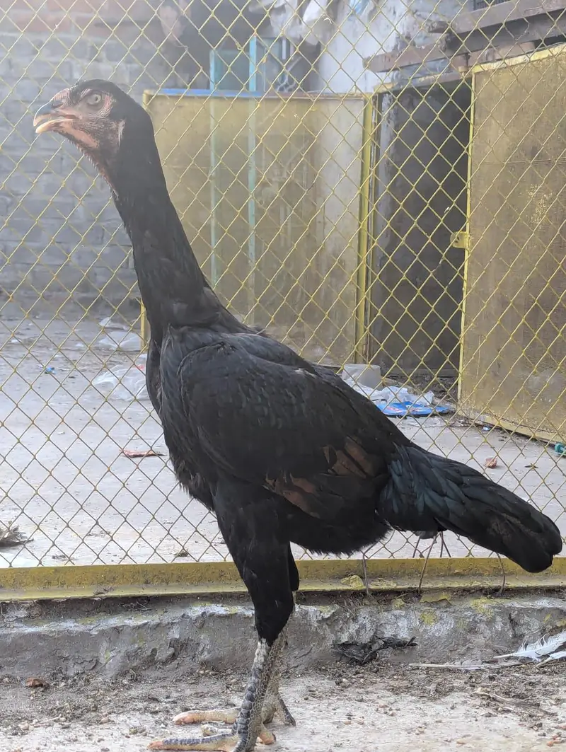pure aseel black shamo female — photo 6