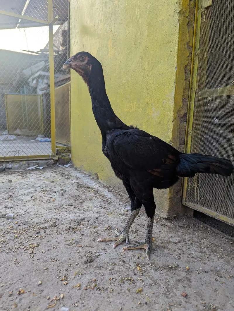 pure aseel black shamo female — photo 7