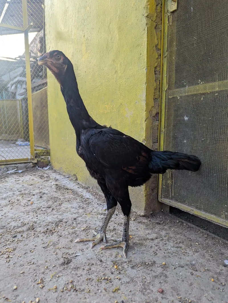 pure aseel black shamo female — photo 8