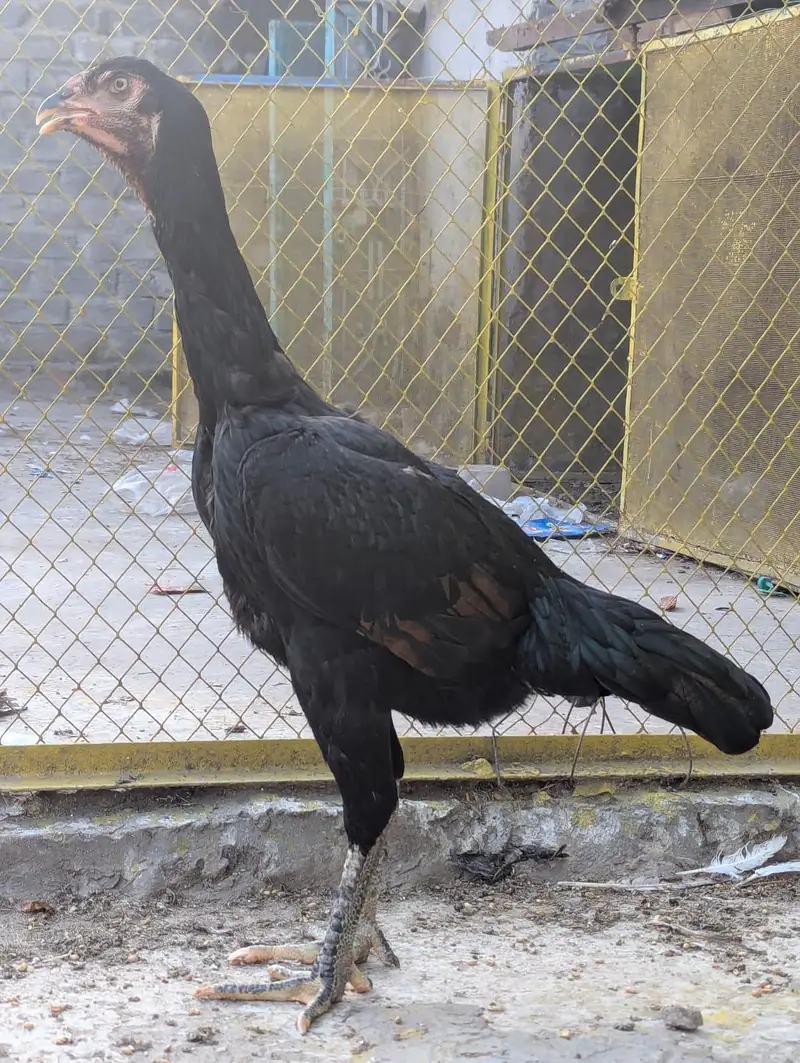 pure aseel black shamo female — photo 9
