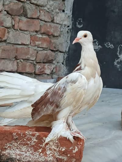Fancy kabootar for sale