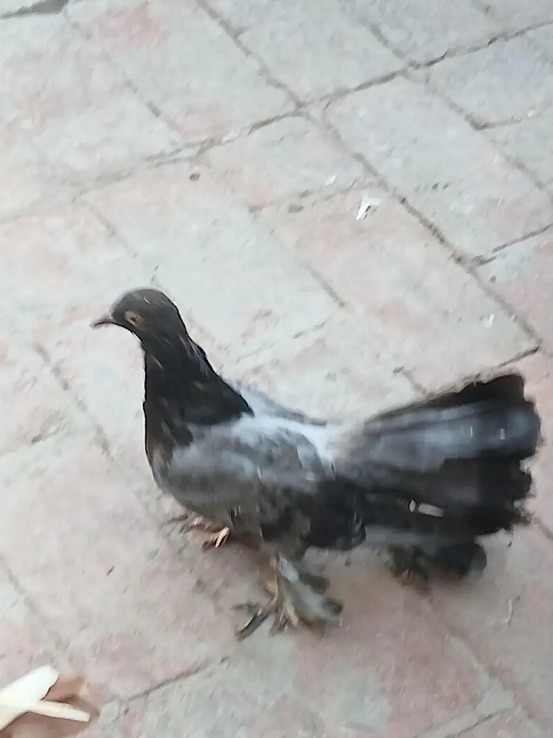 Fancy kabootar for sale — photo 2