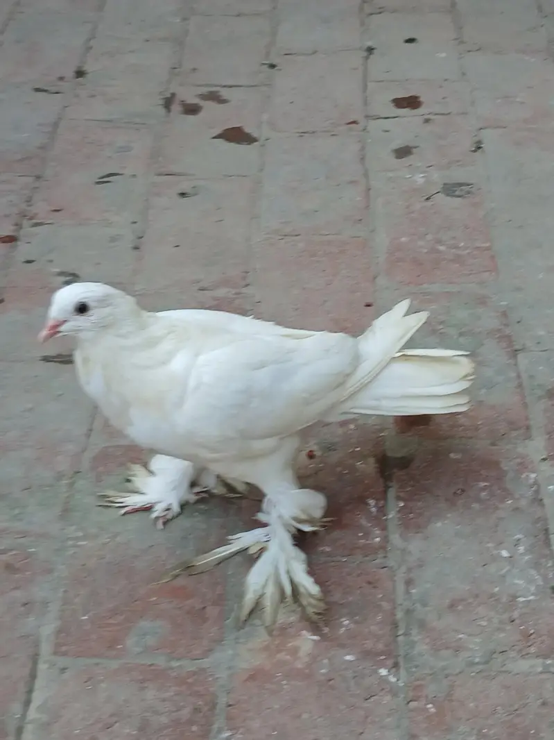 Fancy kabootar for sale — photo 3