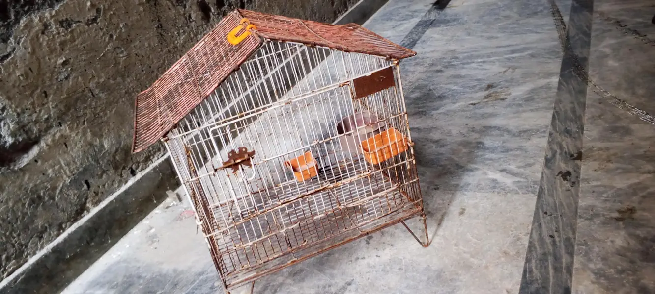 cage for parrot and chicks — photo 2