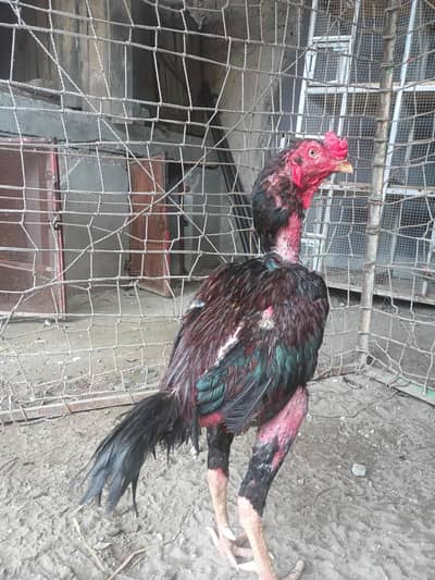 Sell Banka Halka . مرغا برائے فروخت