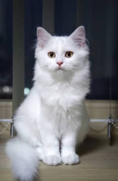 White Kitten