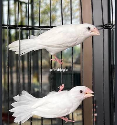 White Banglies breeder pair