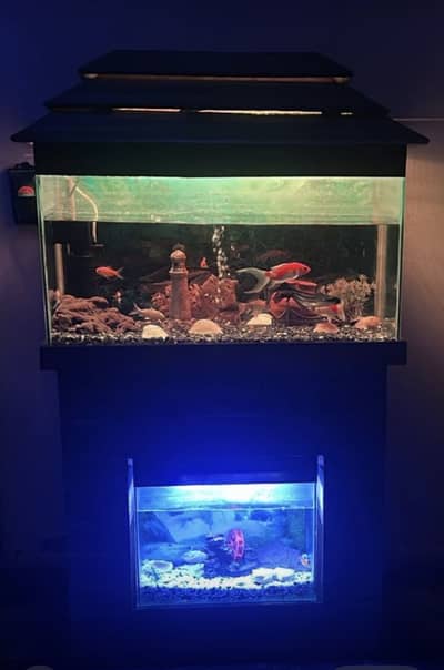 Fish aquarium