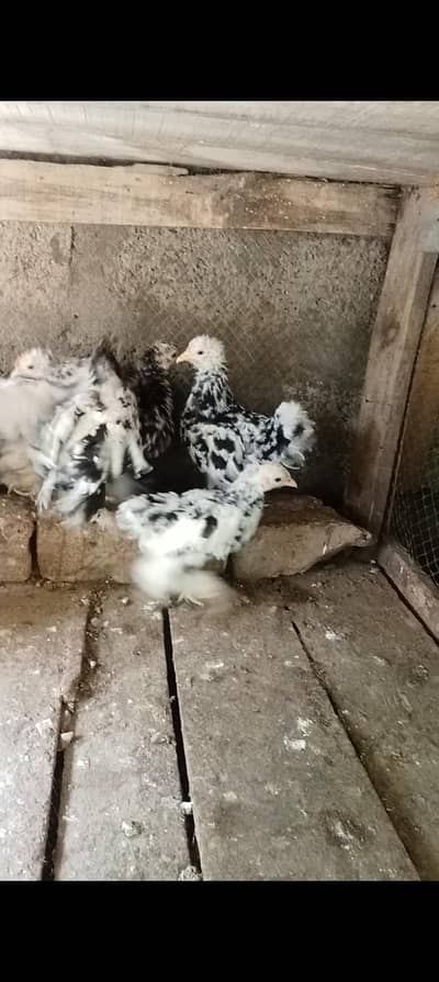 molted bantam