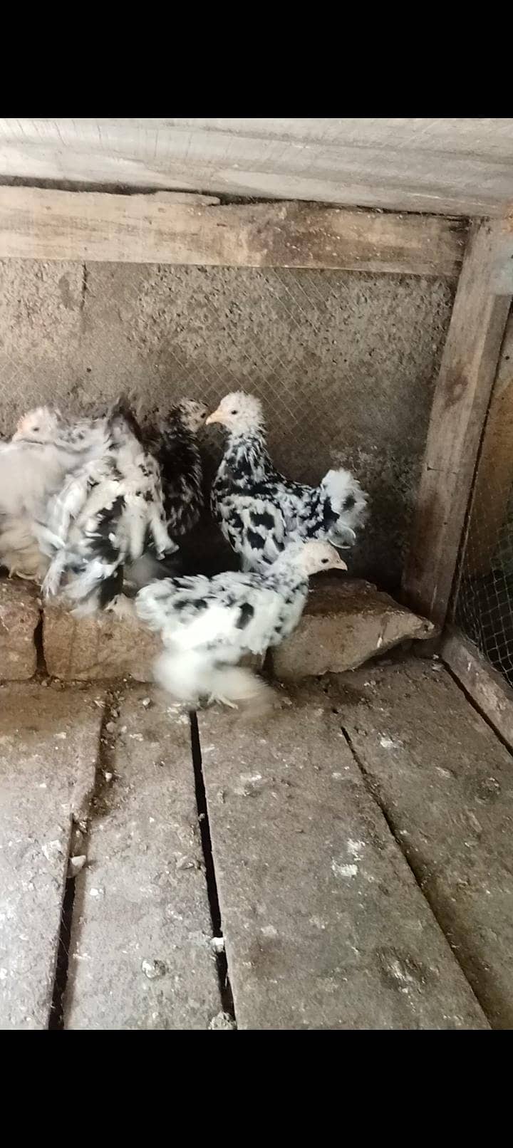 molted bantam 0