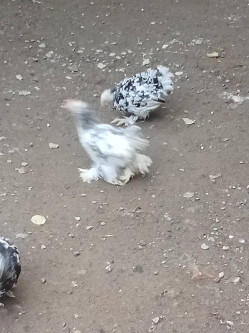 molted bantam 1