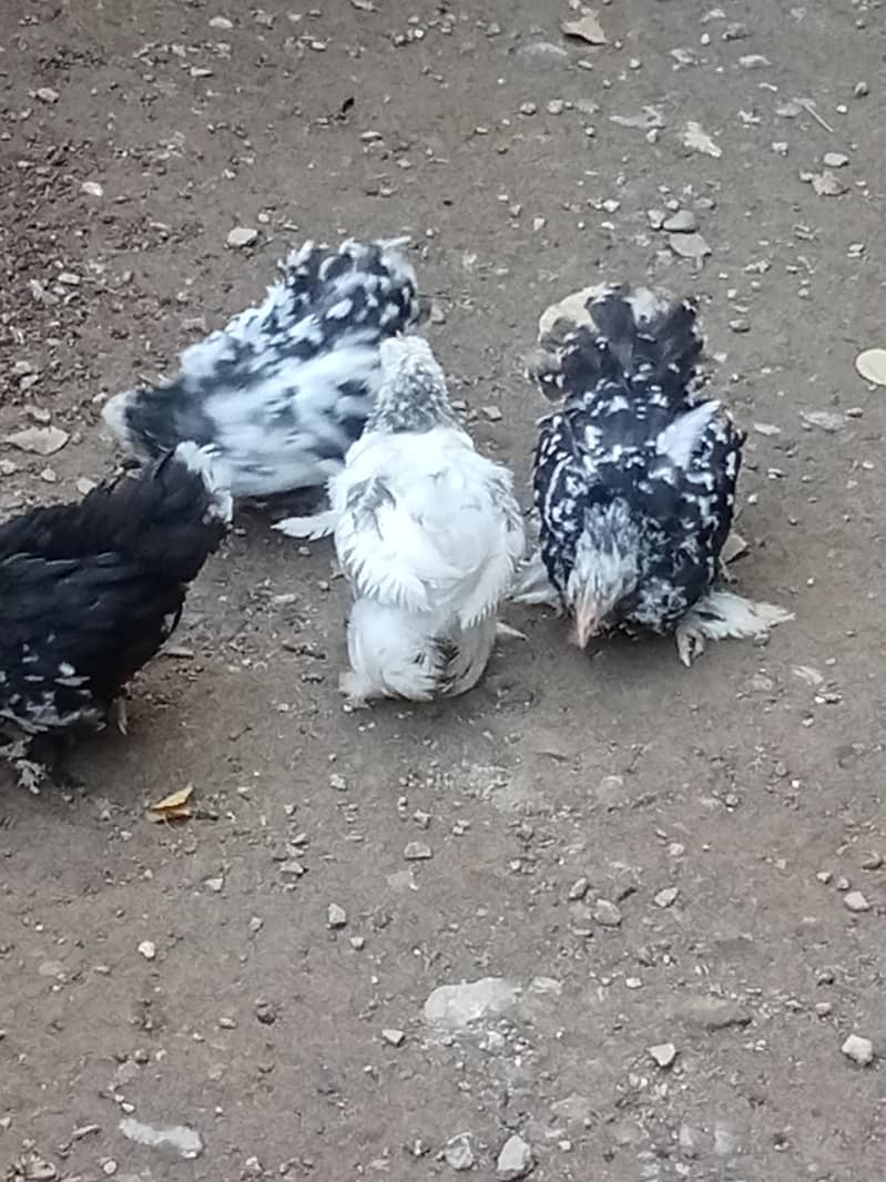 molted bantam 2