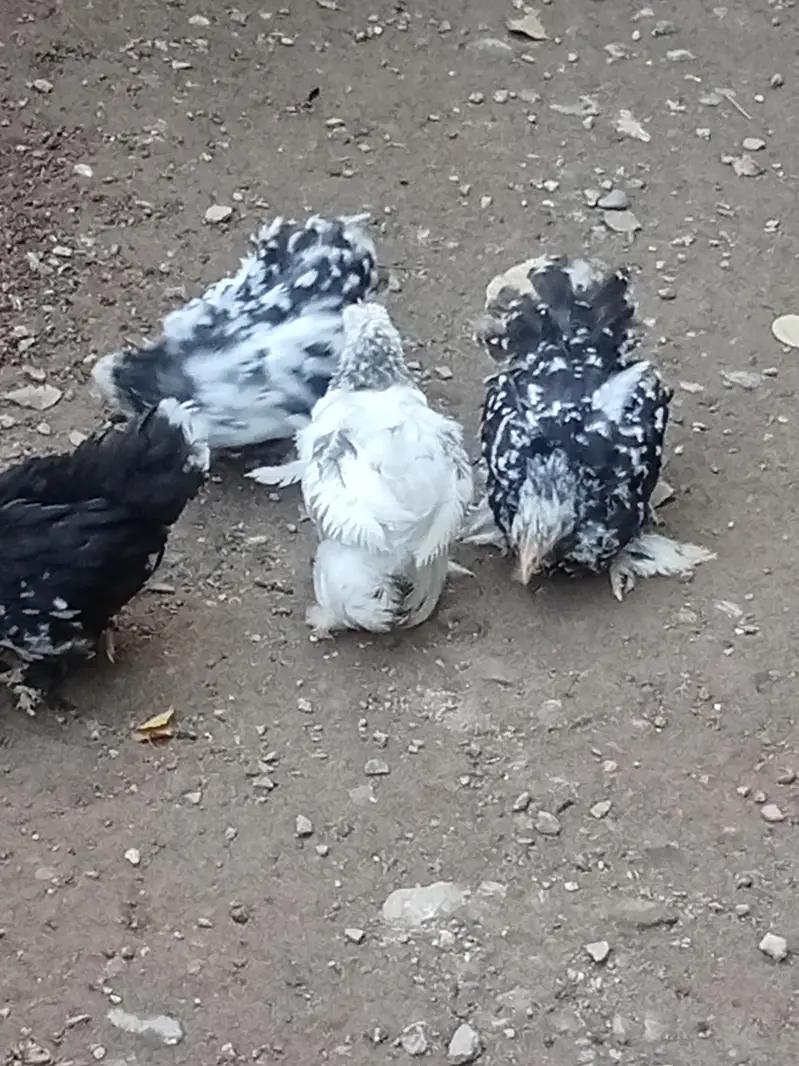 molted bantam — photo 3