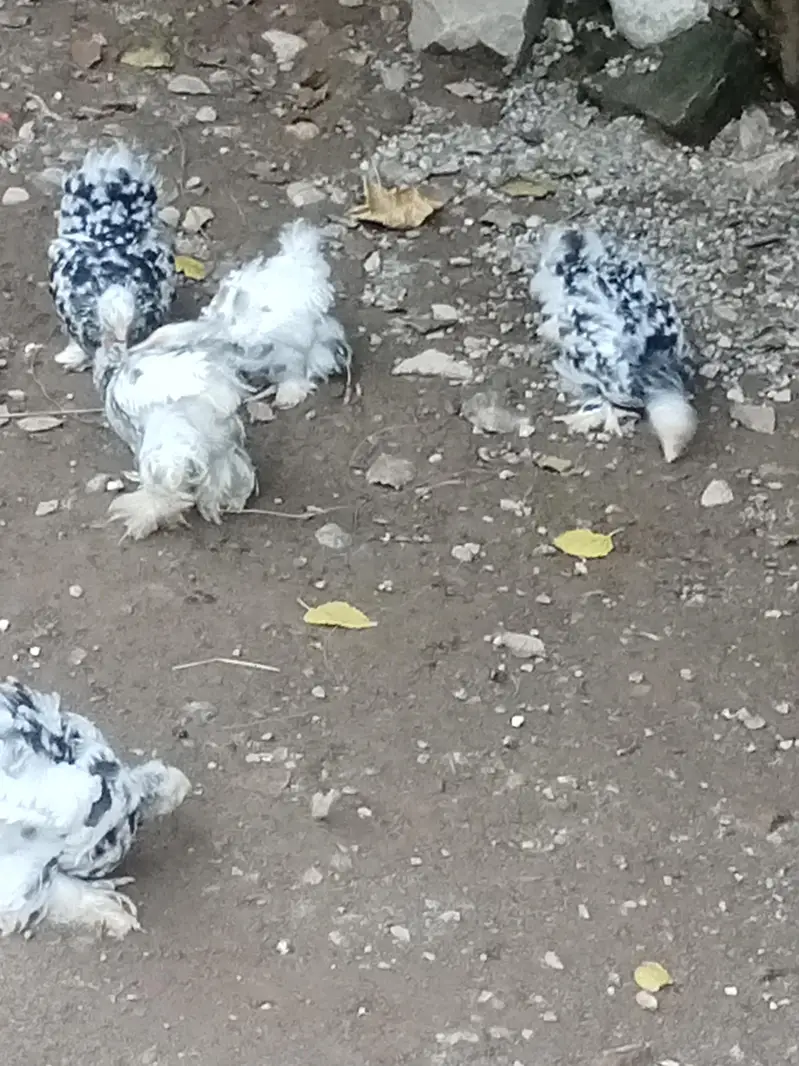 molted bantam — photo 4