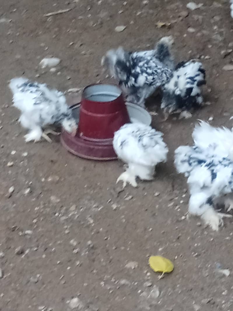 molted bantam 4