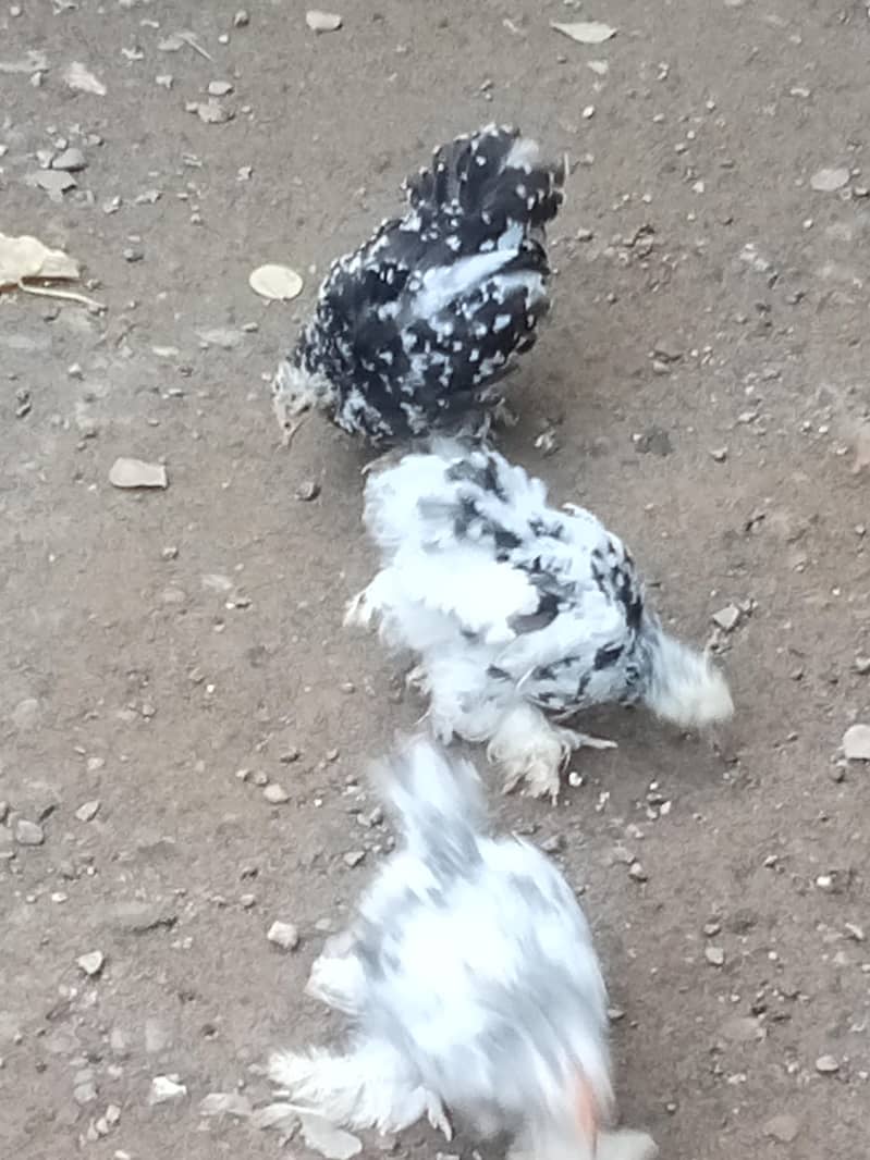 molted bantam 5