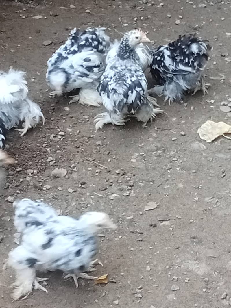 molted bantam 6