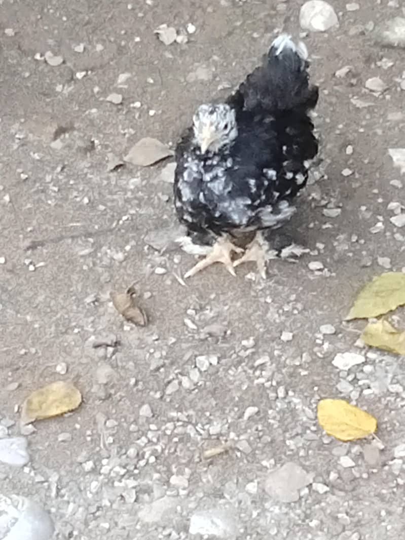 molted bantam 7
