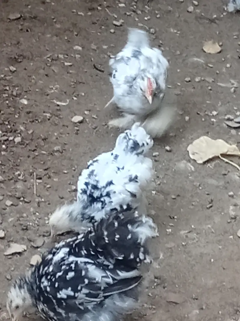 molted bantam — photo 9