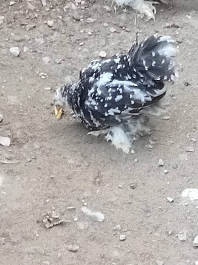 molted bantam 9