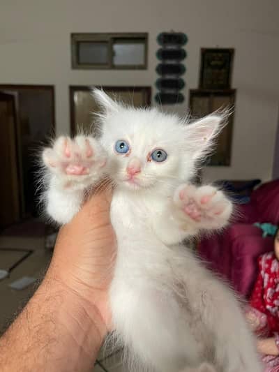 beautiful 6 Persian kittens