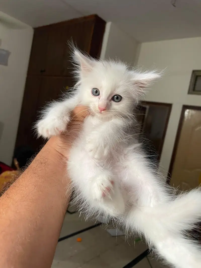 beautiful 6 Persian kittens — photo 2