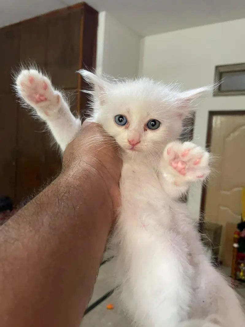 beautiful 6 Persian kittens — photo 4