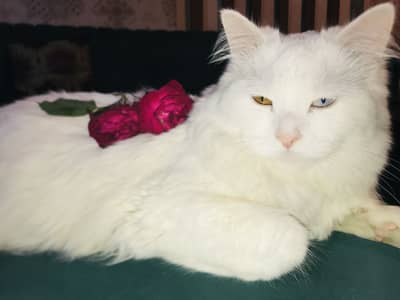 White persian cat