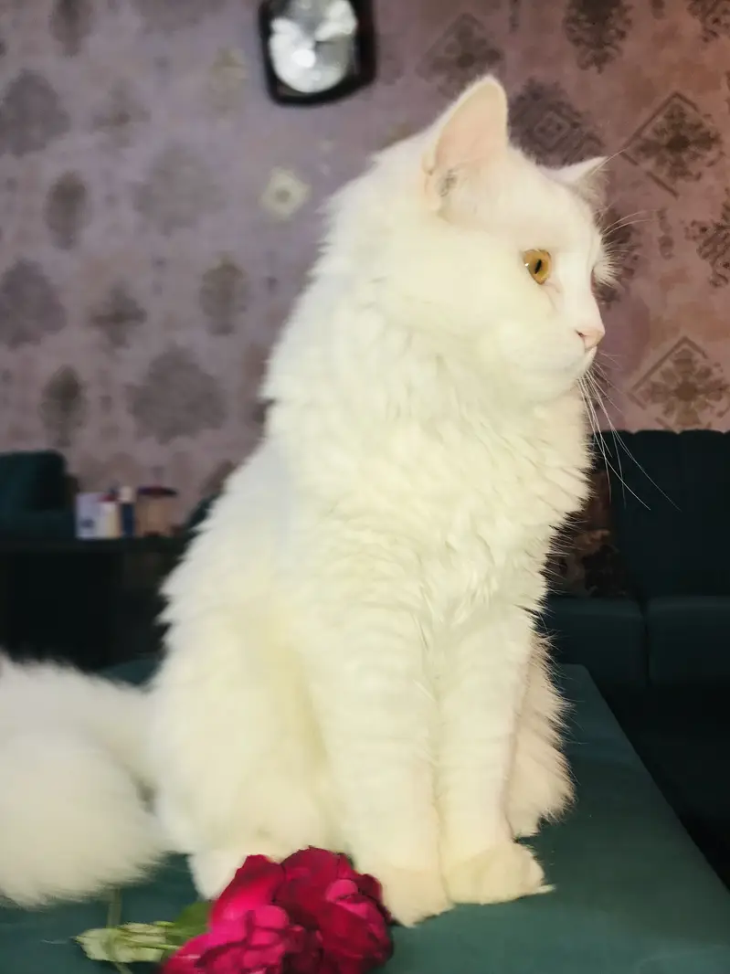 White persian cat — photo 2