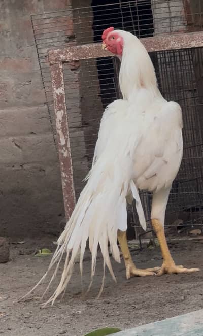 Parrot beak + parrot tail male paper white