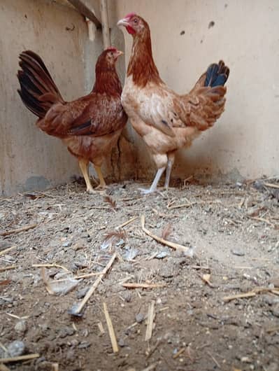 ready to egg laying female