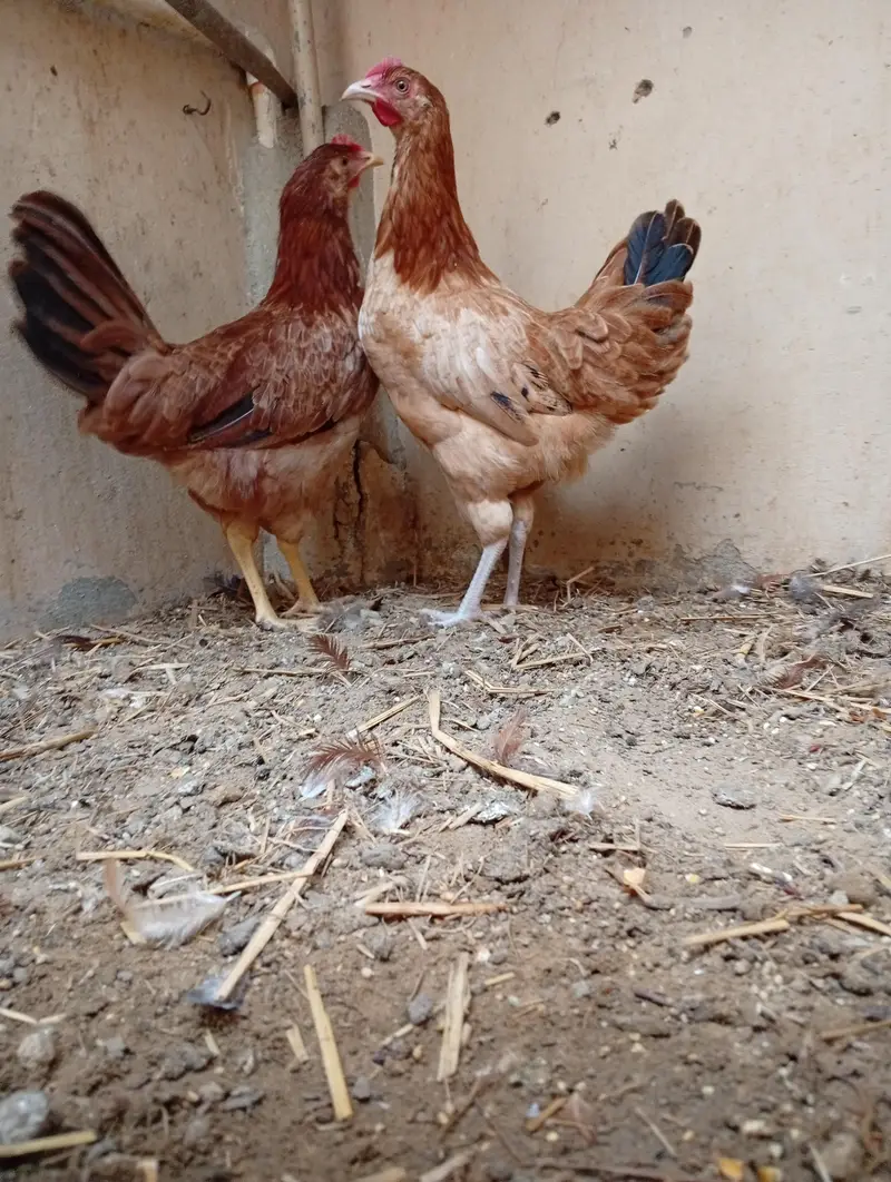 ready to egg laying female — photo 2