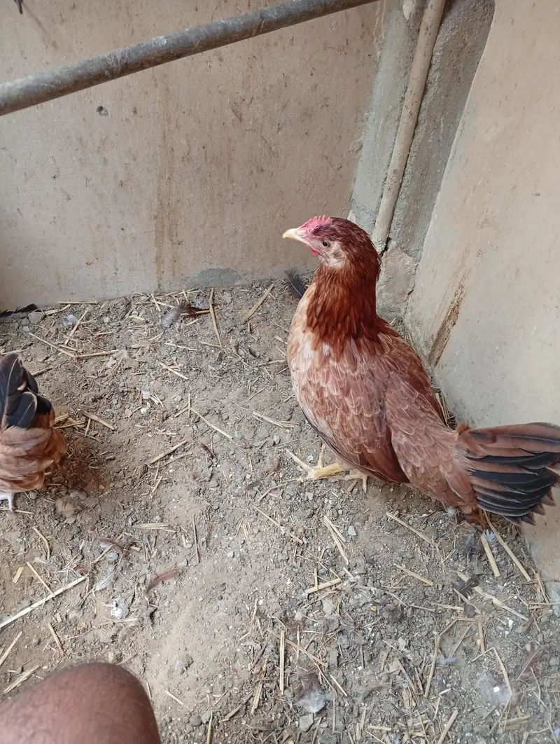 ready to egg laying female — photo 3