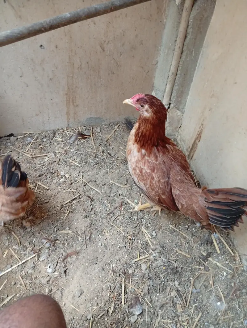 ready to egg laying female — photo 4
