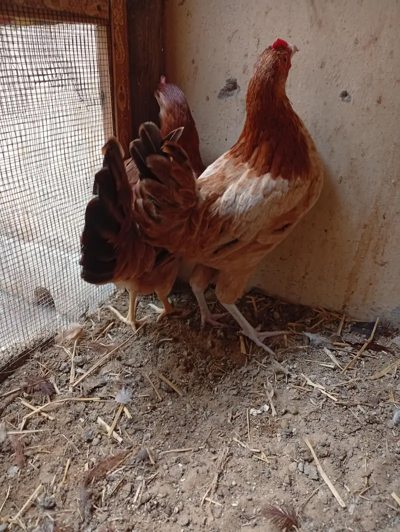 ready to egg laying female — photo 5