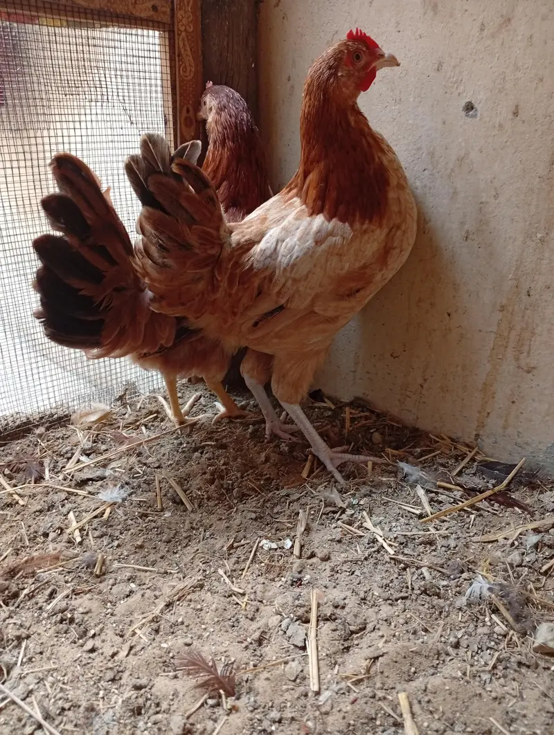 ready to egg laying female — photo 6