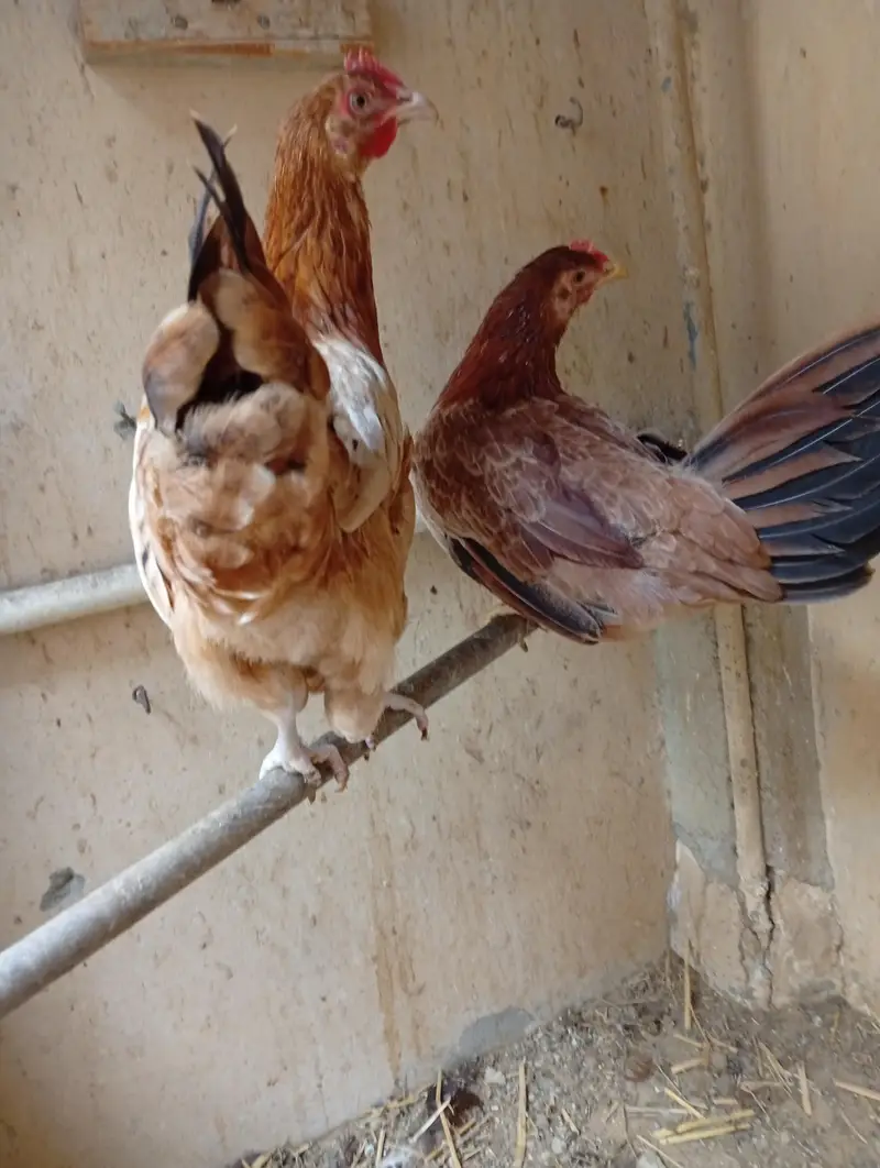 ready to egg laying female — photo 7