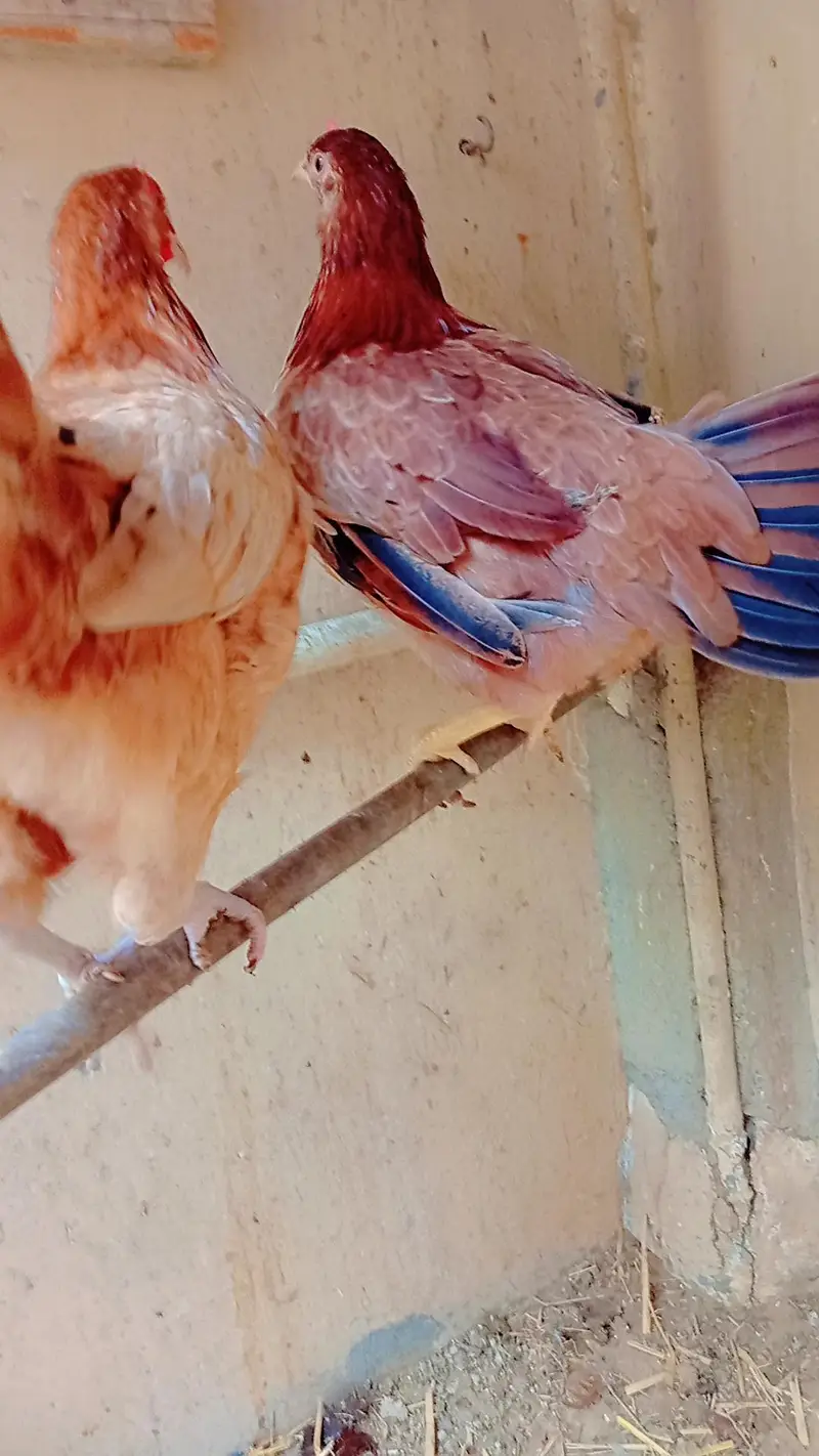 ready to egg laying female — photo 8
