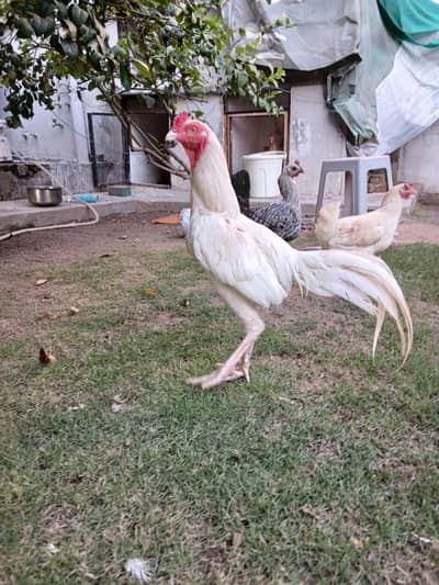 aseel heera pair for sale