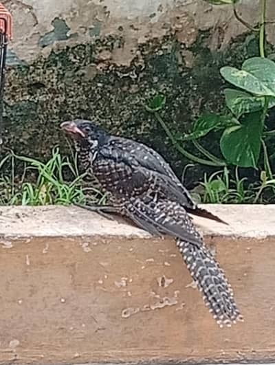 Asian Koel female x2
