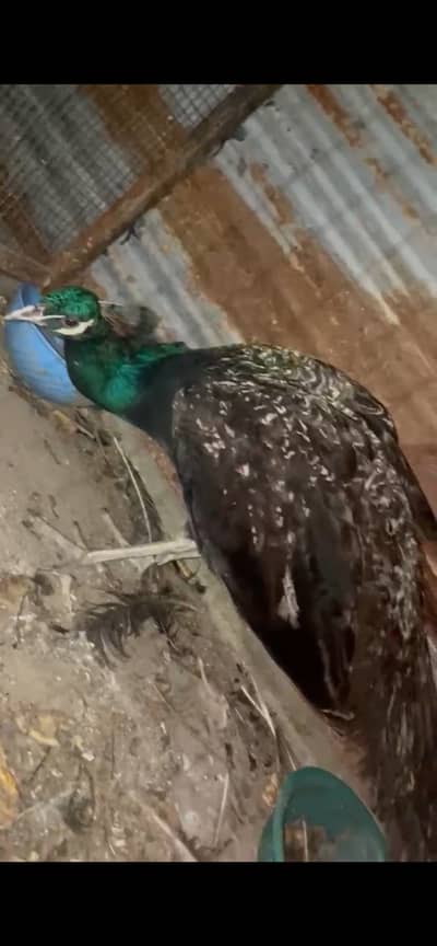 Female peacock for sale urgent