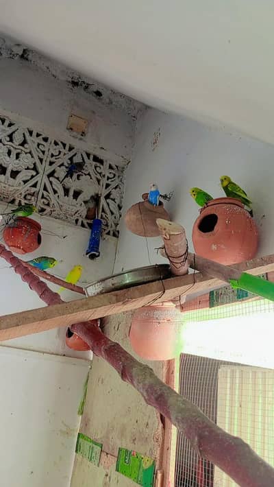 Australian Parrots Breeder Pairs