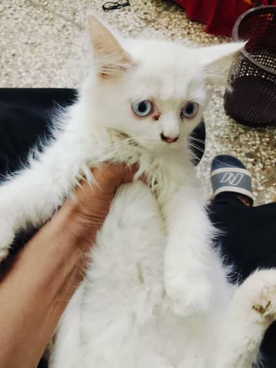 kitten baby 1 female 2 male for sale vaccinated