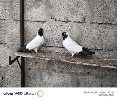 Fancy birds pigeons kabootar